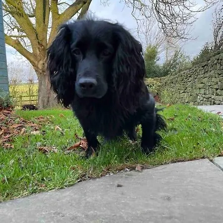 Cosy Near Brimham Rocks Yorkshire Dales Nyaraló